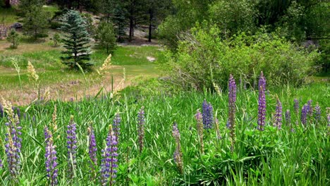 Lupine-Colorado-Summer-breeze-wind-daytime-wildflowers-garden-sunny-bright-June-July-tall-grass-Evergreen-Conifer-Bailey-Front-Range-Golden-Bailey-Boulder-Mount-Blue-Sky-Evans-pine-forest-static-shot