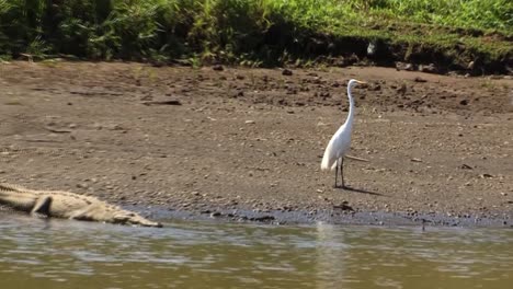 Gran-Garceta-De-Pie-Junto-A-Un-Cocodrilo-Y-Sacudiendo-Sus-Plumas-Por-La-Orilla-Del-Río-Tarcoles-En-Costa-Rica