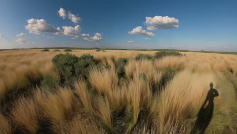 expansive golden grass field under a blue sky
