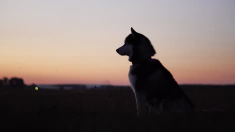 Siberian-husky-with-blue-eyes-and-gray-white-hair-sits-on-the-grass-and-looks-into-the-distance-at-sunset