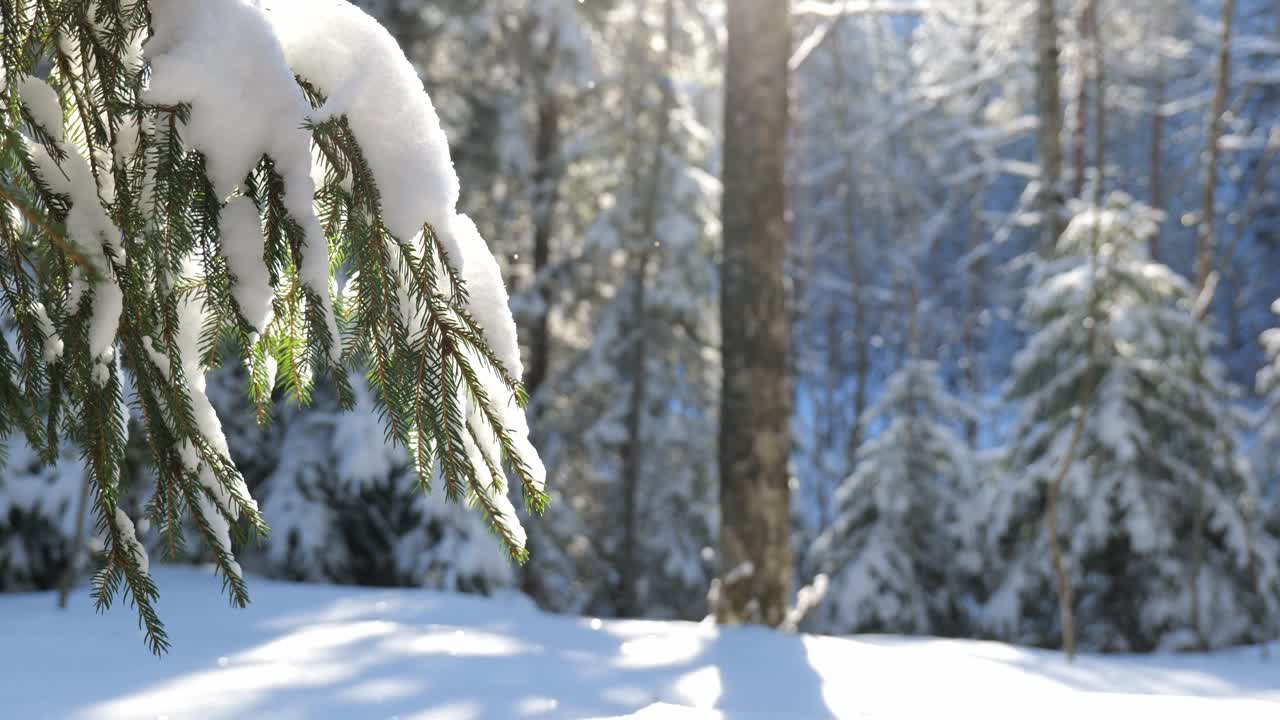 Vinterlig skogslandskap i Finland