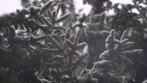 Baumzweig-Am-Weihnachtsmorgen-Mit-Schnee-Bedeckt,-Verträumte-Zeitlupe-Aus-Nächster-Nähe