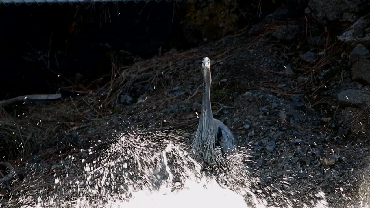 Great Blue Heron takes flight from river bank