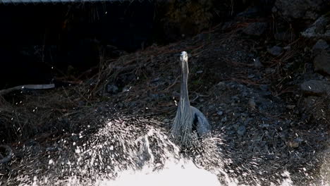 great blue heron takes flight from river bank