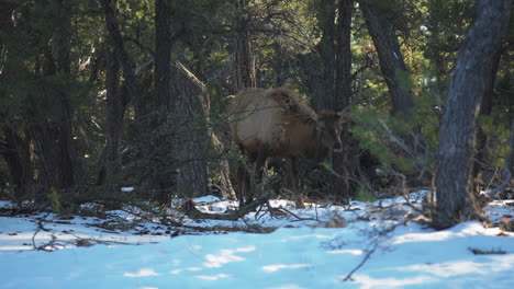 elk grazing on snow covered ground at mather campground