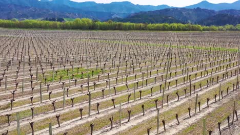 Aerial-Over-A-Vineyard-Farm-Farmland-On-The-South-Island-Of-New-Zealand-Wine-Making-Region