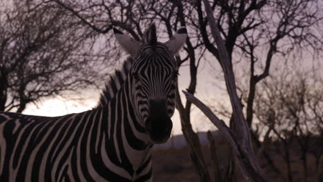 Estados-Cebra-Directamente-Hacia-La-Cámara-Al-Atardecer-Con-El-Entorno-Africano-Detrás