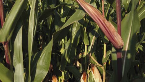 agriculture corn stalk in field