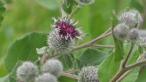 blooming medical plant burdock