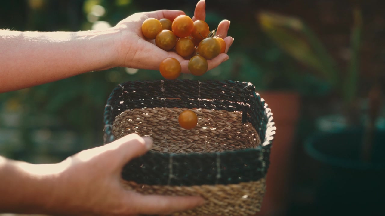Des tomates cerises dorées et lumineuses tombent d'une paume ouverte dans un panier tressé rustique, avec un bokeh de jardin rétroéclairé en arrière-plan, récolte de la ferme à la table, produits biologiques faits maison, alimentation saine