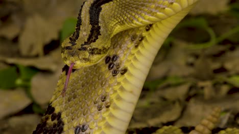 encuentro con serpiente de cascabel en la naturaleza