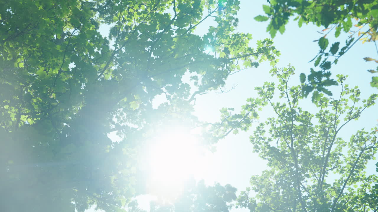 높은 나무 들 의 초록색 잎자루 의 전망