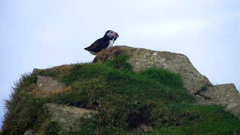 disparo medio de pájaro puffin salvaje atrapando pescado fresco y descansando en la roca contra el cielo nublado en las islas feroe