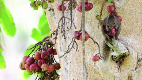 la ardilla de pallas o la ardilla arborícola de vientre rojo encontrada comiendo una fruta en una rama de un árbol fructífero, callosciurus erythraeus