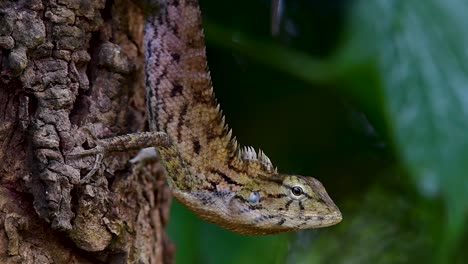 The-Oriental-Garden-Lizard-is-also-called-the-Eastern-Garden-Lizard,-Bloodsucker-and-Changeable-Lizard