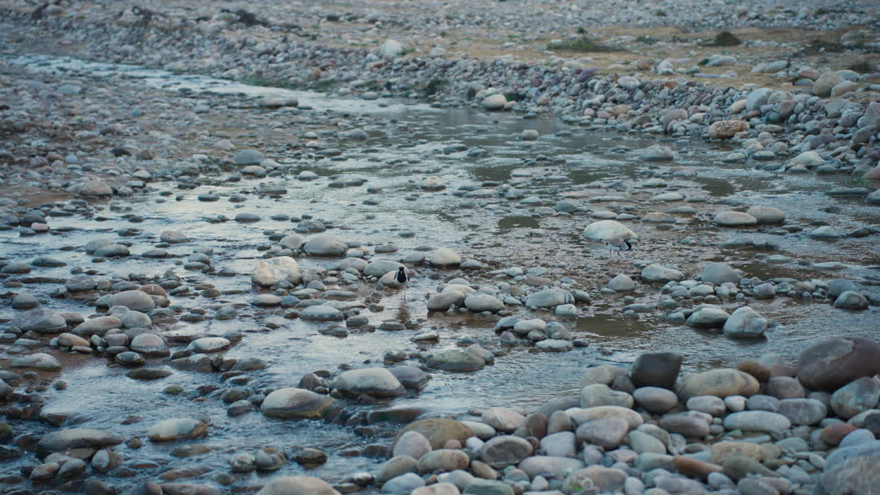 Slow motion Red-Wattled Lapwing bird by a stone creek in Jim Corbett Park