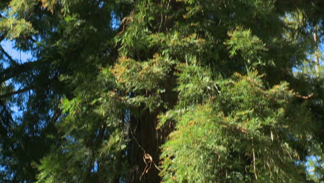 A tilt up sequoia trees in Big Sur California