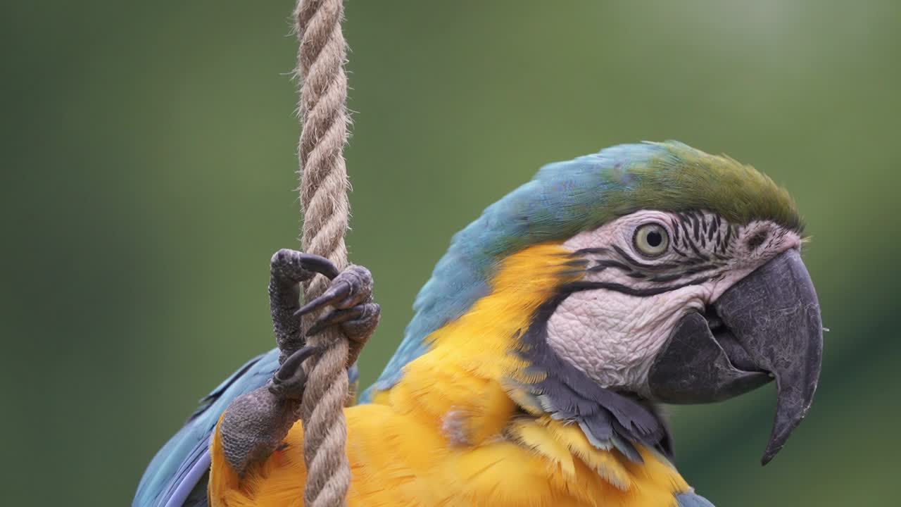 foto en cámara lenta de un guacamayo azul y amarillo posado sobre una cuerda