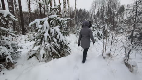 young person looking for christmas tree in snow covered forest, back view