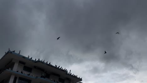 hand-held shot of pigeons sitting on the edge of a building with a storm rolling in