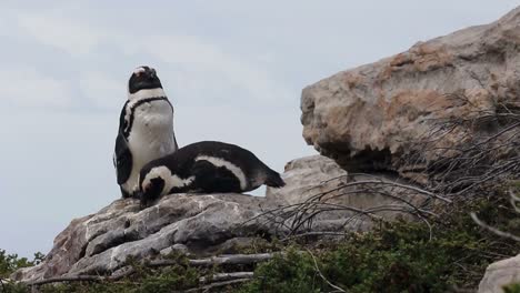 penguin couple snuggling on a rock in betty's bay south africa