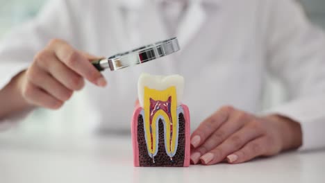 dentist examining tooth anatomy model with magnifying glass