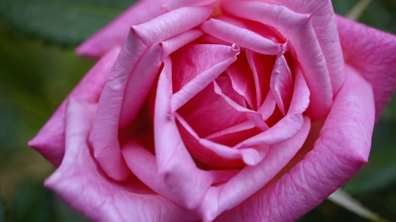 El vídeo capta un primer plano de una rosa rosa floreciendo, enfatizando sus delicados pétalos y su vibrante