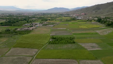 la belleza de los campos exuberantes
