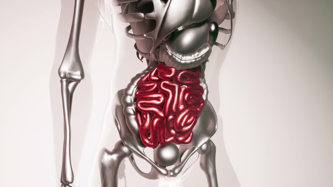 modelo de intestino humano con todos los órganos y huesos