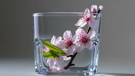 spring blossoms in a glass