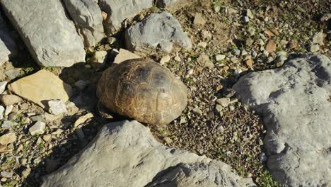 una tortuga caminando sobre piedras. 4k