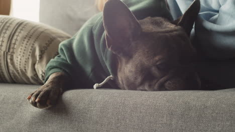 close up view of bulldog with sweatshirt sleeping on the sofa in the living room