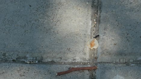 an ant carrying a seed on a sidewalk