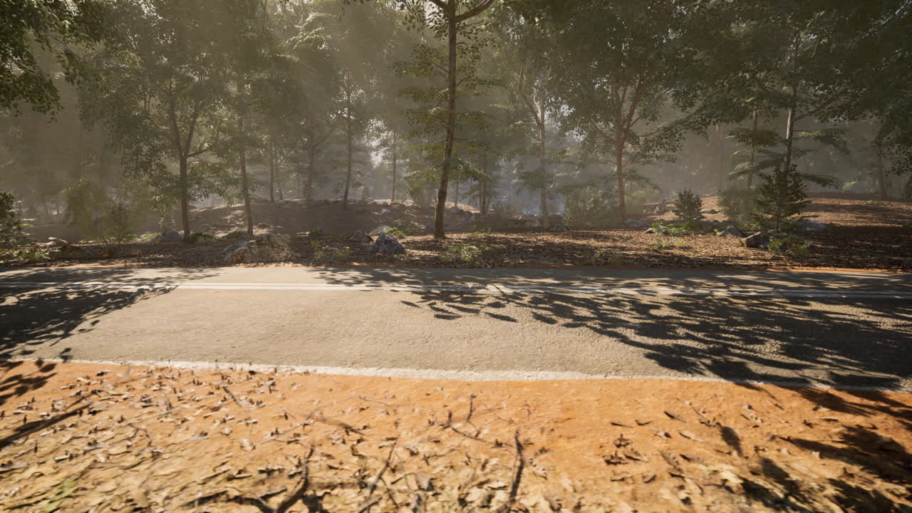 오후 에 나무 를 통해 빛 을 필터링 하는 안개 가 많은 숲 의 길