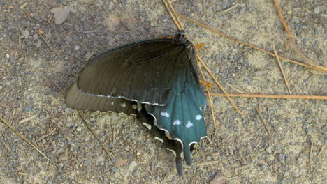 Makroaufnahme-Von-Ameisen,-Die-Zusammenarbeiten,-Während-Sie-Eifrig-Auf-Einem-Toten-Schmetterling-Herumkriechen-Und-Stücke-Entfernen,-Um-Sie-In-Die-Kolonie-Zurückzubringen