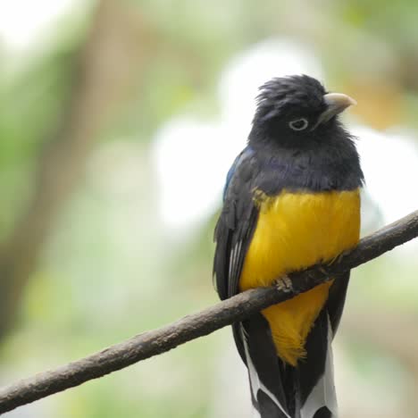 green-backed trogan bird 1