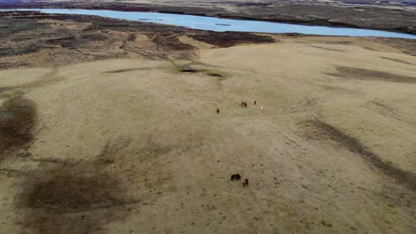 caballos salvajes junto a un río