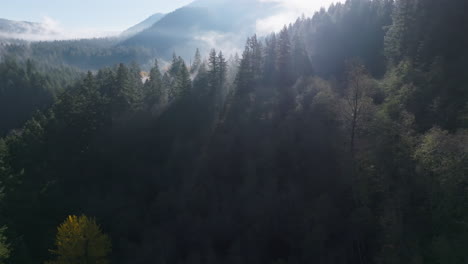 Drohne-Steigt-Entlang-Wald-Im-Gegenlicht-Mit-Nebel-Herab,-Der-Licht-Auf-Bäume-Streut,-Pazifischer-Nordwesten