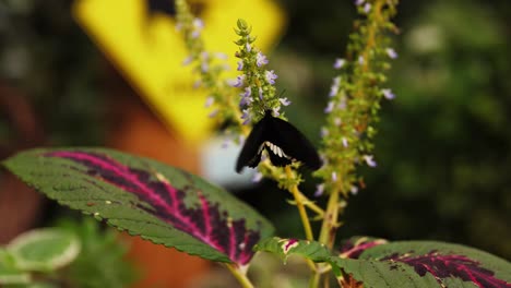 black color butterfly enjoying blooming flower, handheld view