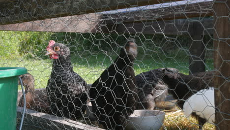 Chicken-coup-and-chickens-with-feed-bucket-close-up