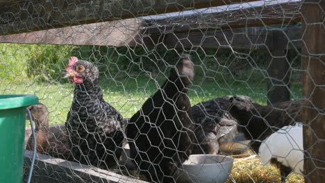 chicken coup and chickens with feed bucket close up