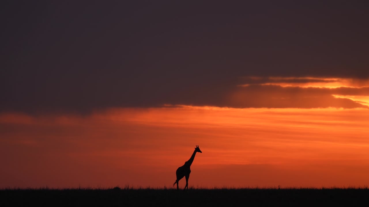 Maestosa giraffa africana al tramonto con un vibrante cielo arancione sulle pianure della savana