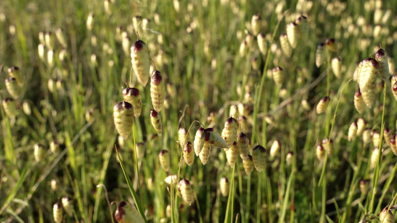 Soft focus texture of delicate feathery ornamental grass