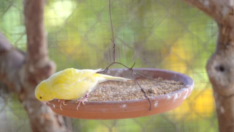 Canary-bird-inside-cage-feeding-and-perch-on-wooden-sticks-and-wires