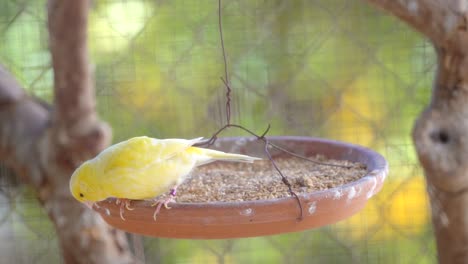 pájaro canario dentro de la jaula alimentándose y posándose sobre palos y alambres de madera