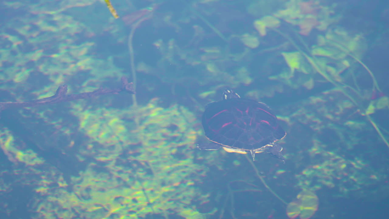 에버글레이즈 늪 물에서 수영하는 플로리다 redbelly 거북