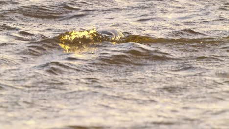 Common-seal-swimming-at-rough-sea-water-at-golden-hour,-tracking-shot,-sunset