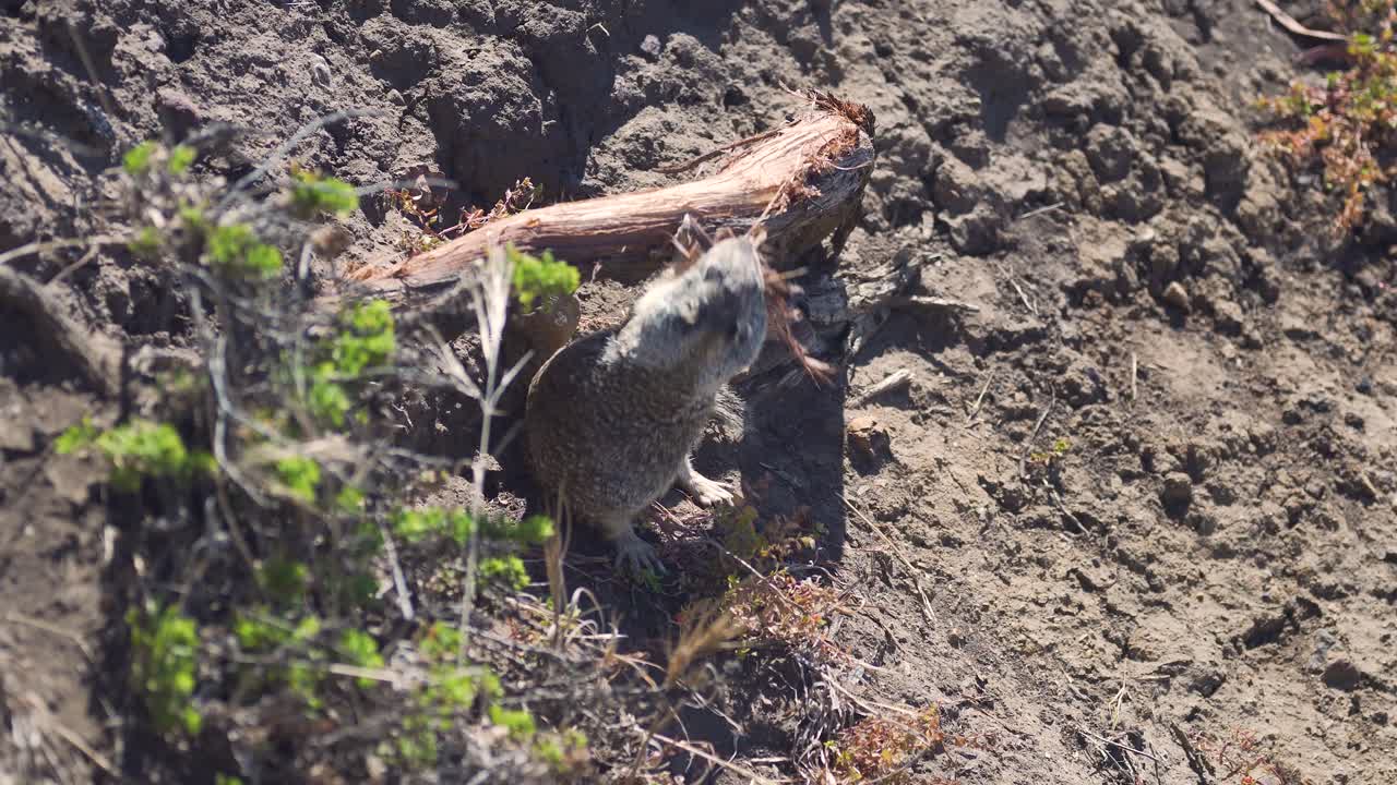 ardilla masticando y juntando corteza de árbol en su boca, tiro de mano