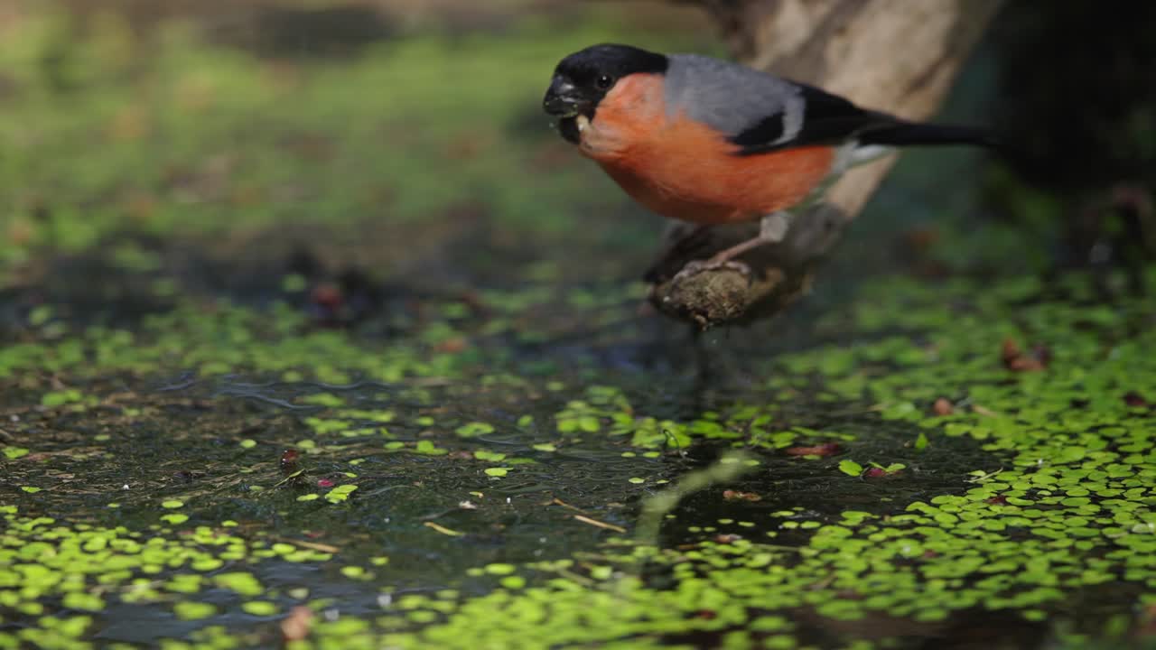 bullfinch en la rama sobre el agua