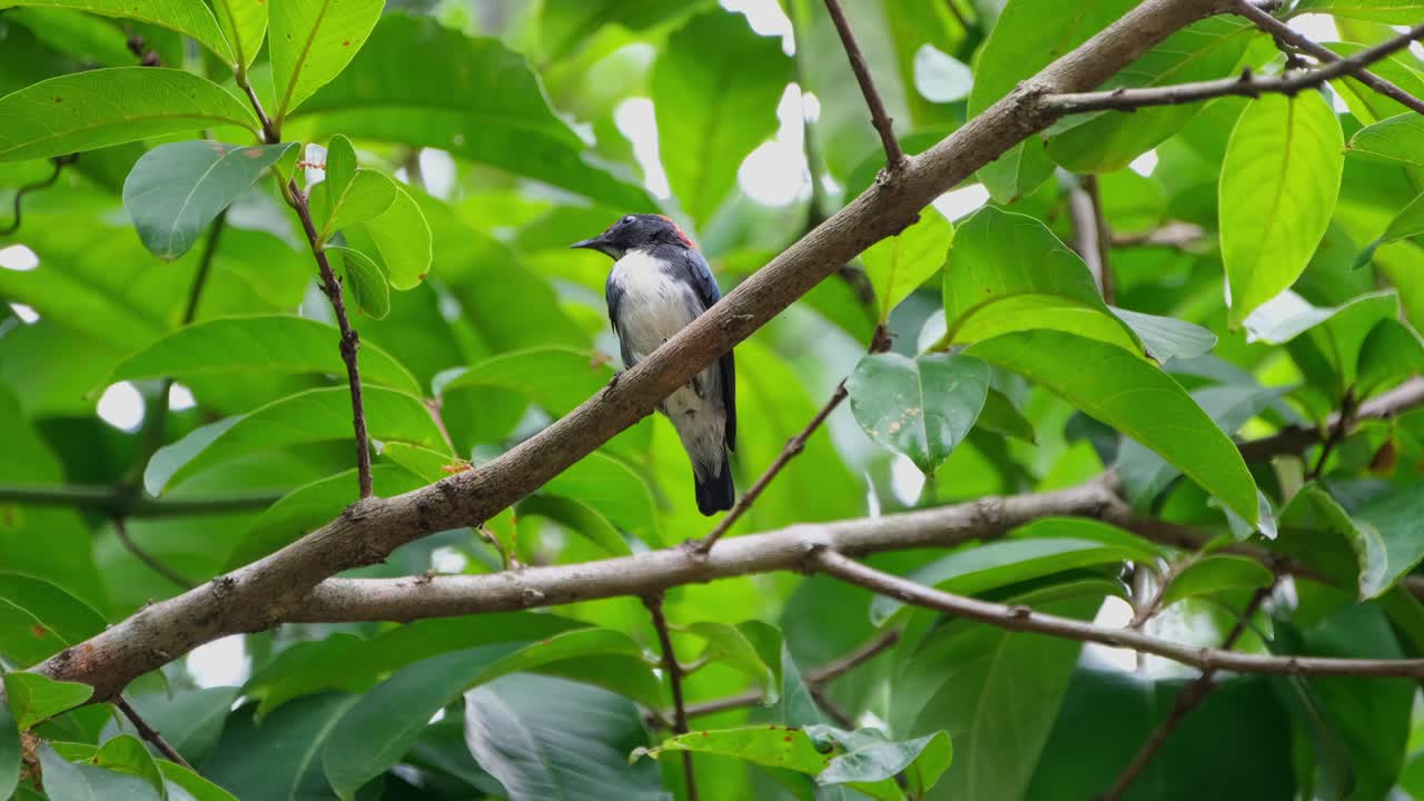 un individuo macho encaramado en una rama con hormigas mientras las aleja, pico de flores de espalda escarlata dicaeum cruentatum, tailandia